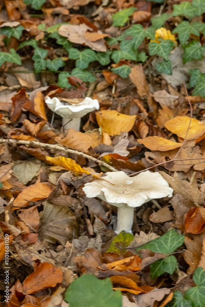 Mushrooms in the autumn forest Mushrooms in the autumn forest