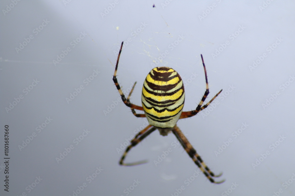 Wasp spider (Argiope bruennichi) isolated on a white background. Black and yellow stripe. Large, colorful spider
Wasp spider (Argiope bruennichi) isolated on a white background. Black and yellow stripe. Large, colorful spider