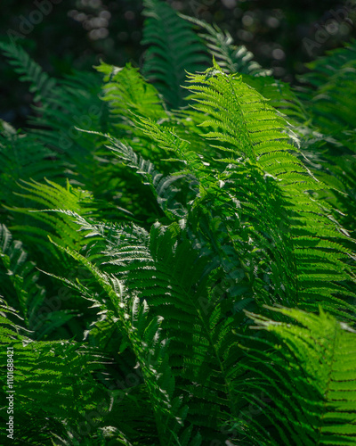 fern leaves