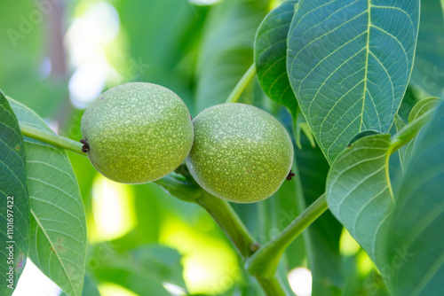 Detail of nuts on the tree branch