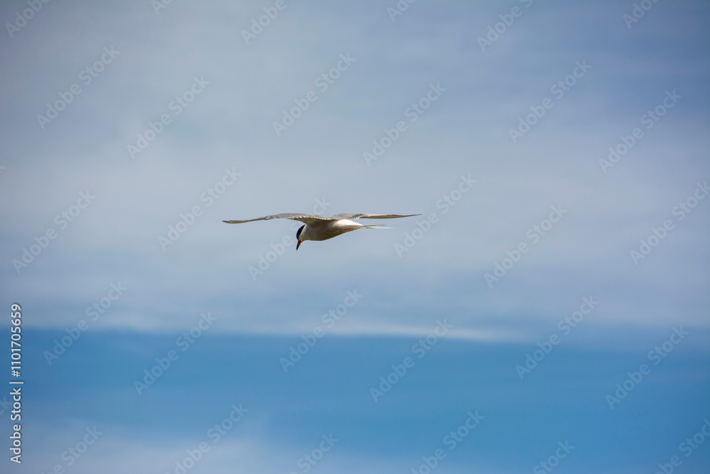 Obraz premium The common tern (Sterna hirundo)