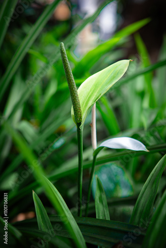 White flowers in the garden. Spathiphyllum wallisii flower