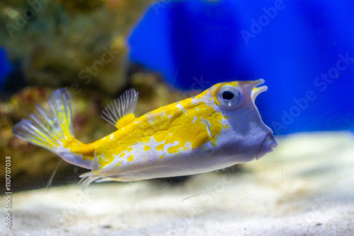 fish in aquarium