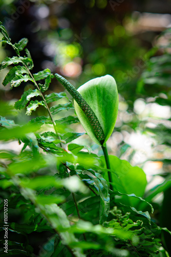 White flowers in the garden. Spathiphyllum wallisii flower