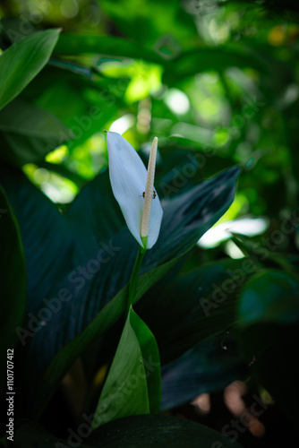 White flowers in the garden. Spathiphyllum wallisii flower