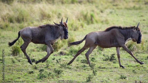 Slow-motion shot of a pair of wildebeest running freely on African grasslands during the great migration at Maasai Mara. photo