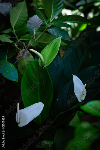 White flowers in the garden. Spathiphyllum wallisii flower