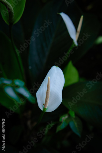 White flowers in the garden. Spathiphyllum wallisii flower