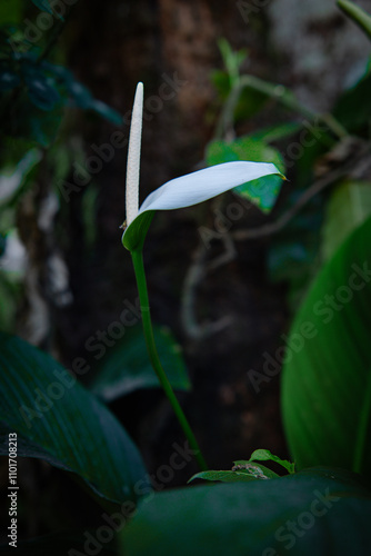 White flowers in the garden. Spathiphyllum wallisii flower