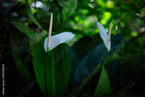 White flowers in the garden. Spathiphyllum wallisii flower
