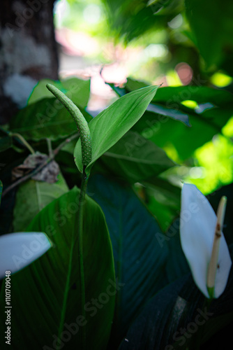 White flowers in the garden. Spathiphyllum wallisii flower