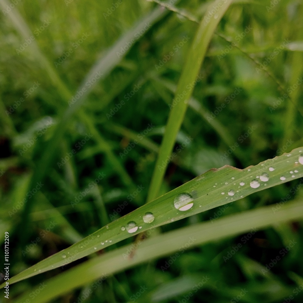 dew drops on plants. water droplets on blades of grass. White frost on green leaves in spring. dew drops on plants. water droplets on blades of grass. White frost on green leaves in spring.