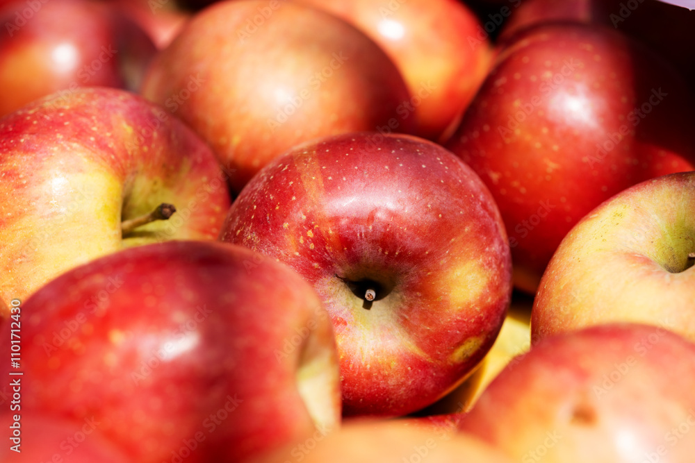 Pink-red large apples. Apple background. Pink-red large apples. Apple background.