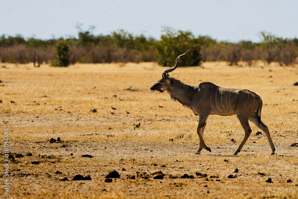 Fototapeta premium Kudu am laufen