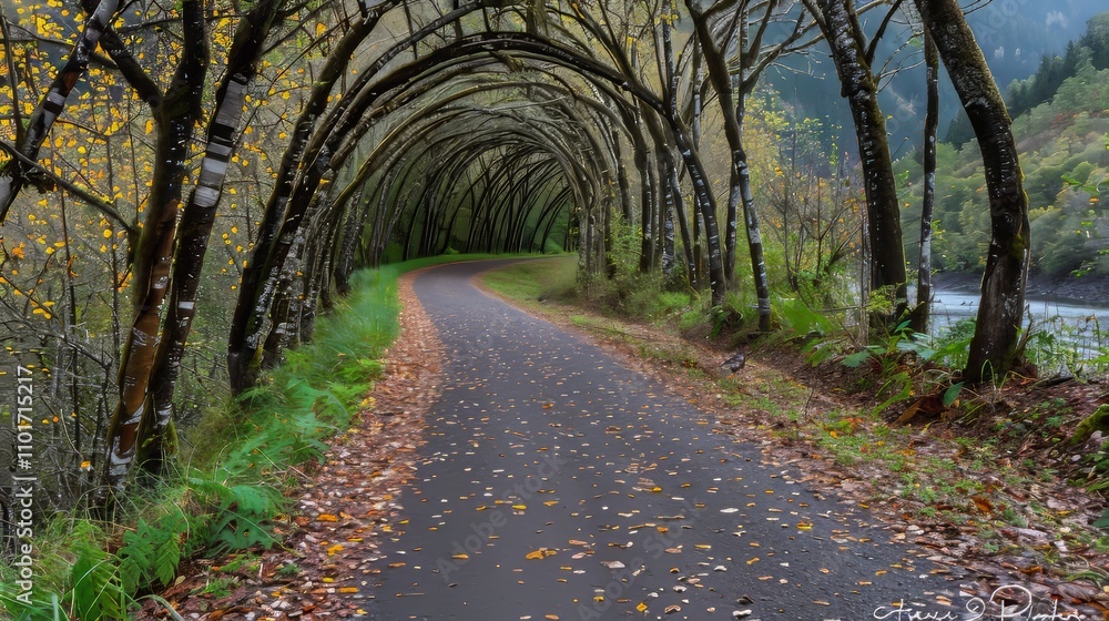 Naklejka premium A serene forest pathway adorned with autumn leaves and majestic towering trees above