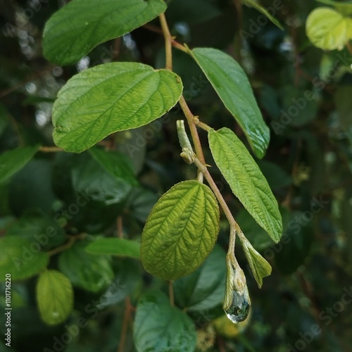 Water droplets at the tip of the bidara leaf stem photo