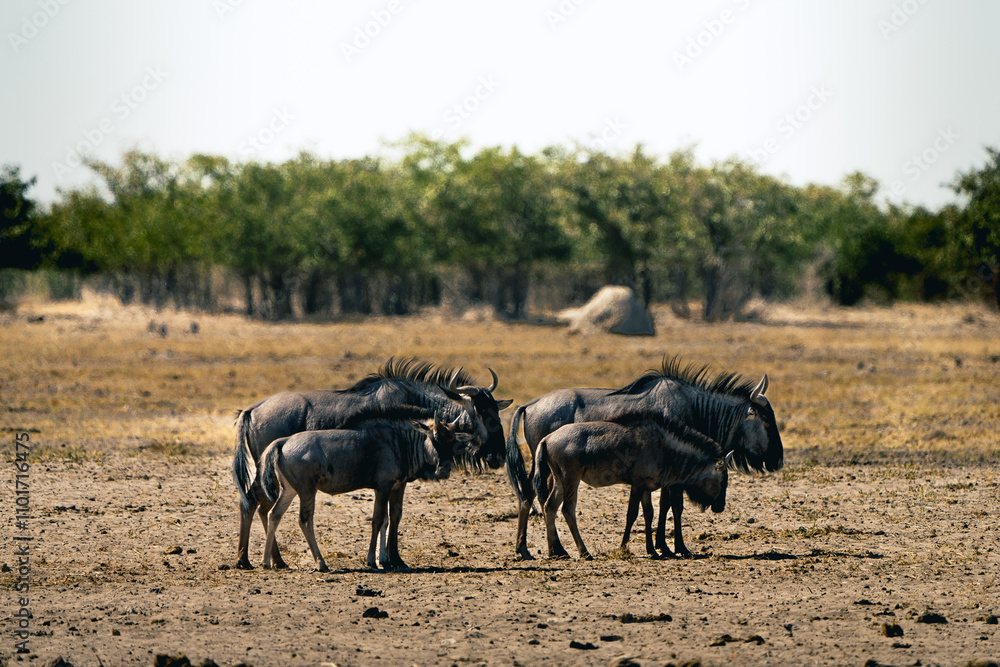 Gnu Gnu