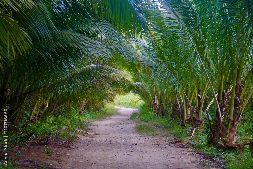 Path in the jungle. Road through the jungle. View of a straight dirt road leading deep into the tropical forest. Fern leaves along the road. Path in the jungle. Road through the jungle. View of a straight dirt road leading deep into the tropical forest. Fern leaves along the road.