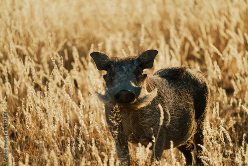 Warzenschwein im Gras