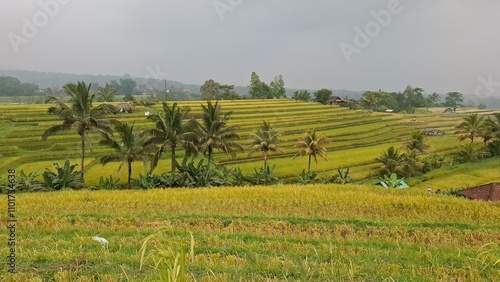 A picturesque golden rice field at Jatiluwih Rice Terraces