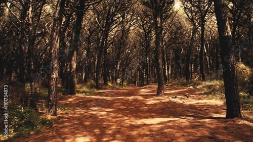 Dark forest ambience with shadows and dark branches photo