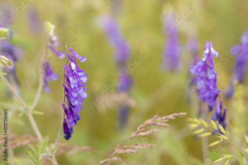 Quadro su tela Tufted vetch blooming in a meadow during springtime