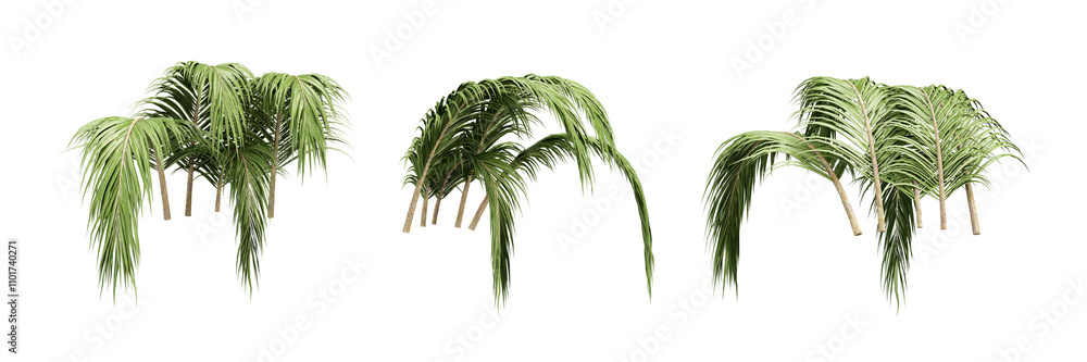 Obraz premium palm leaf isolated on white
