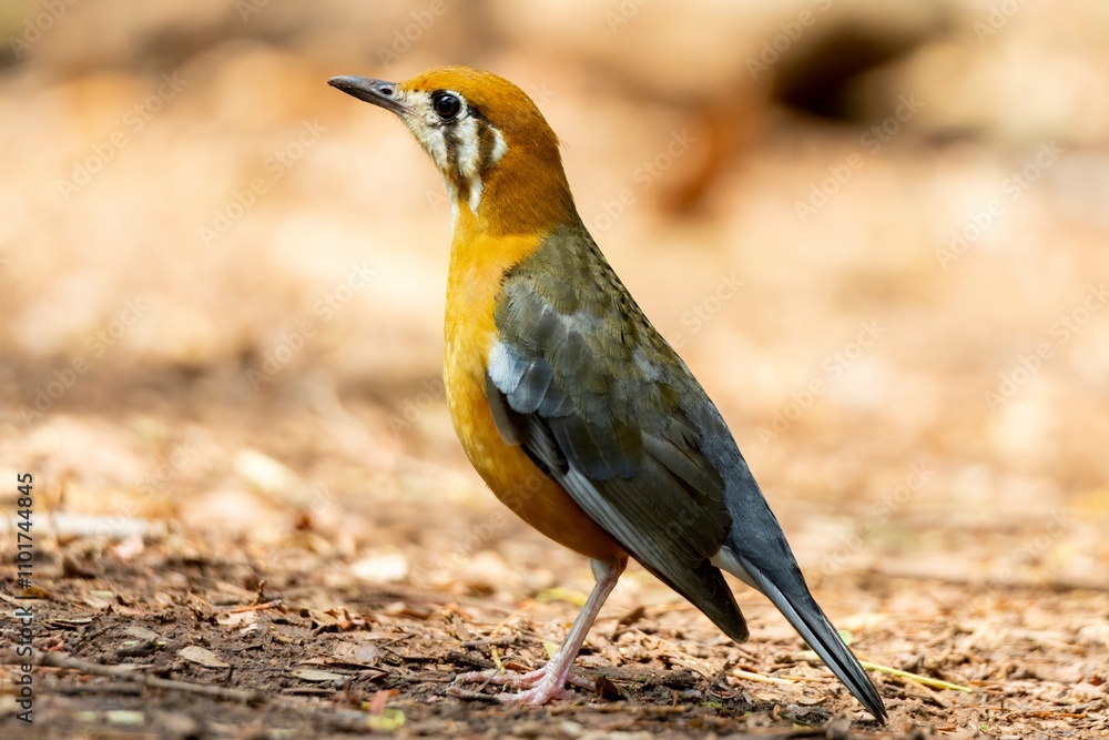 A portrait of a Orange headed thrush. A portrait of a Orange headed thrush.