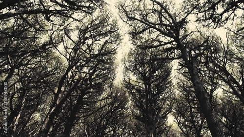 Dark forest ambience with shadows and dark branches photo