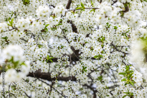 White flowers blooming on branches in spring