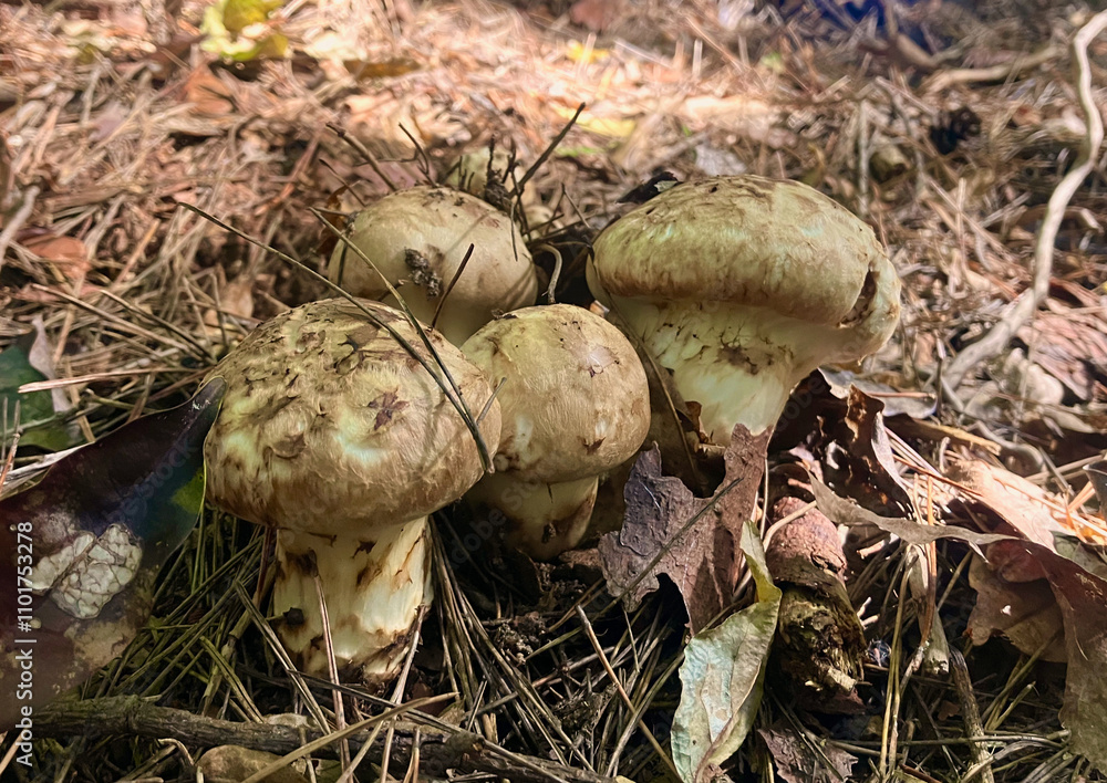 とれたてのマツタケ とれたてのマツタケ
