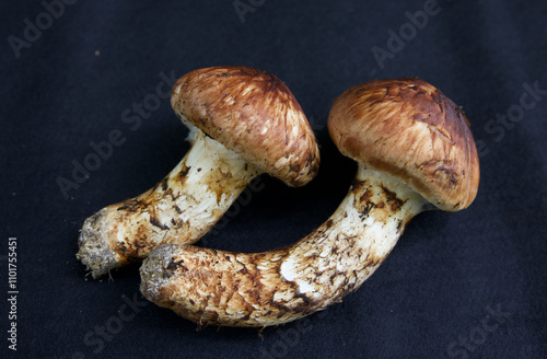 とれたてのマツタケ