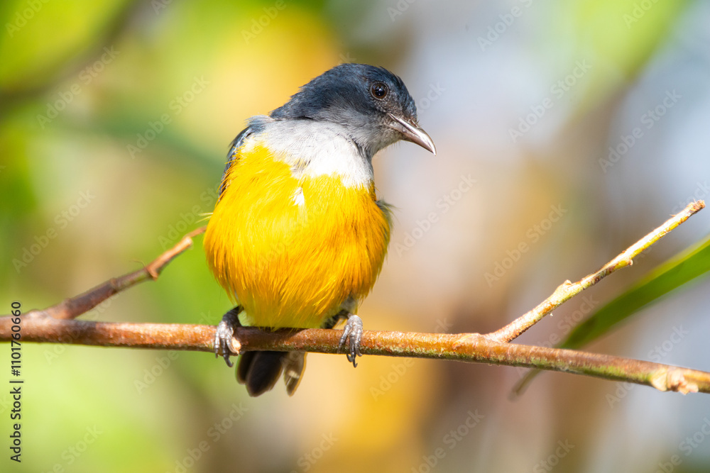 Obraz premium The orange-bellied flowerpecker (Dicaeum trigonostigma) is a species of bird in the family Dicaeidae