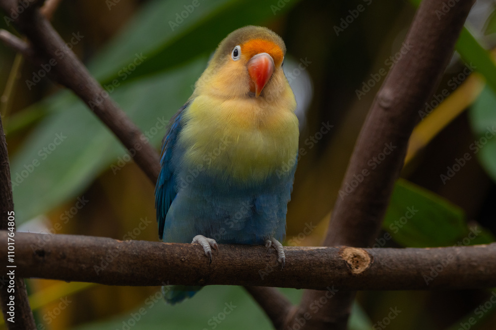 Fischer's lovebird (Agapornis fischeri) is a small parrot species of the genus Agapornis Fischer's lovebird (Agapornis fischeri) is a small parrot species of the genus Agapornis