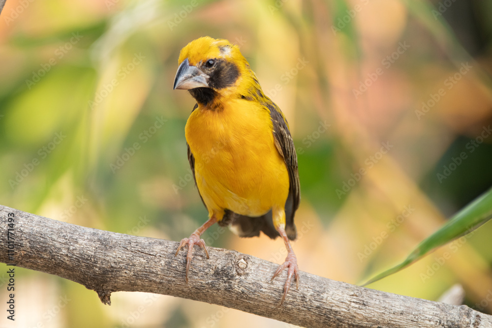 Obraz premium The Asian golden weaver (Ploceus hypoxanthus) is a species of bird in the family Ploceidae