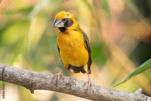 The Asian golden weaver (Ploceus hypoxanthus) is a species of bird in the family Ploceidae