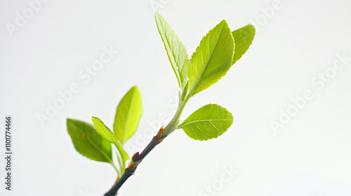 green leaves isolated on white background