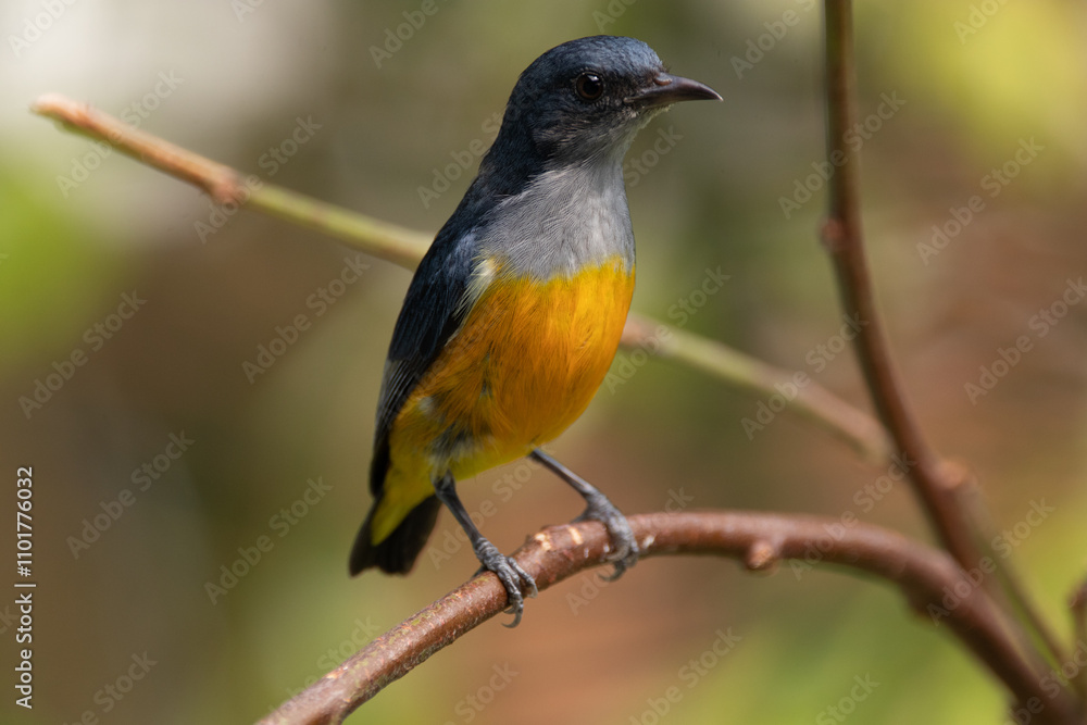The orange-bellied flowerpecker (Dicaeum trigonostigma) is a species of bird in the family Dicaeidae The orange-bellied flowerpecker (Dicaeum trigonostigma) is a species of bird in the family Dicaeidae