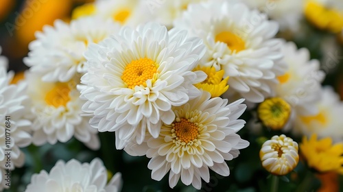 chrysanthemum flowers