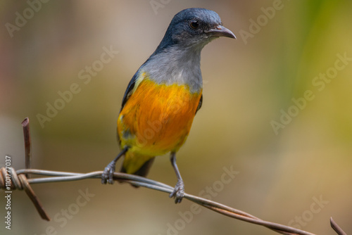 The orange-bellied flowerpecker (Dicaeum trigonostigma) is a species of bird in the family Dicaeidae