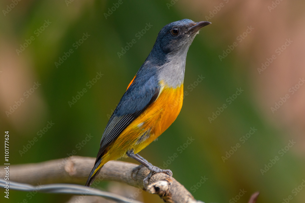 The orange-bellied flowerpecker (Dicaeum trigonostigma) is a species of bird in the family Dicaeidae The orange-bellied flowerpecker (Dicaeum trigonostigma) is a species of bird in the family Dicaeidae