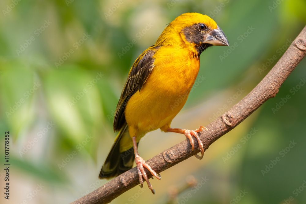 Naklejka premium The Asian golden weaver (Ploceus hypoxanthus) is a species of bird in the family Ploceidae