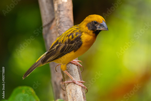 The Asian golden weaver (Ploceus hypoxanthus) is a species of bird in the family Ploceidae