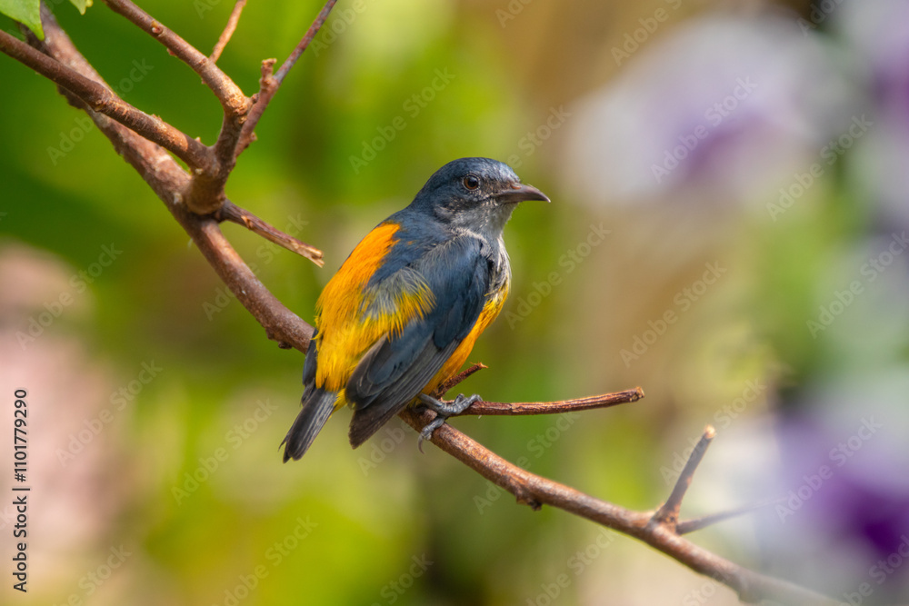 The orange-bellied flowerpecker (Dicaeum trigonostigma) is a species of bird in the family Dicaeidae The orange-bellied flowerpecker (Dicaeum trigonostigma) is a species of bird in the family Dicaeidae