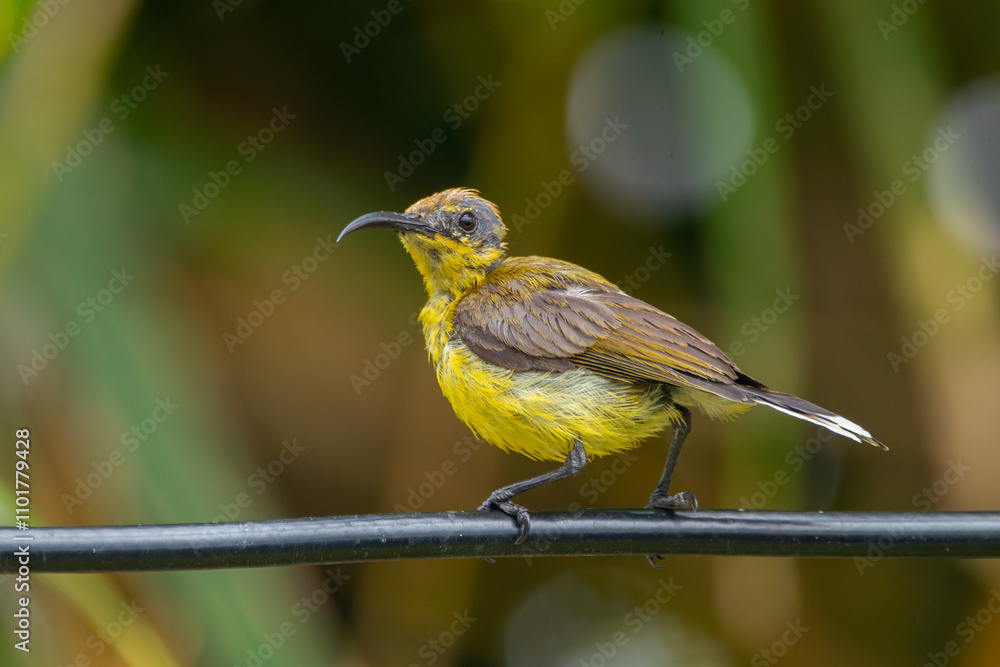 The garden sunbird (Cinnyris jugularis), previously known as the olive-backed sunbird, is a species of passerine bird in the family Nectariniidae The garden sunbird (Cinnyris jugularis), previously known as the olive-backed sunbird, is a species of passerine bird in the family Nectariniidae