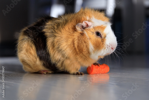 The guinea pig eating carrot on the floor at home