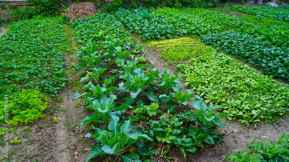 vegetables in a vegetable garden vegetables in a vegetable garden