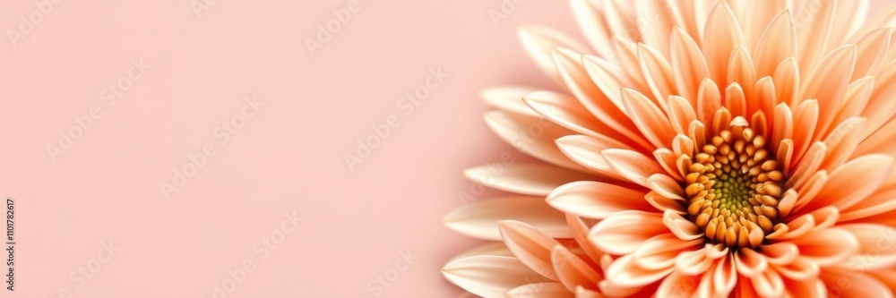 Peachy white chrysanthemum petals in elegant floral background for wedding celebration, peachy white, beautiful, floral Peachy white chrysanthemum petals in elegant floral background for wedding celebration, peachy white, beautiful, floral