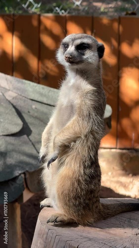 cute meerkat at the zoo