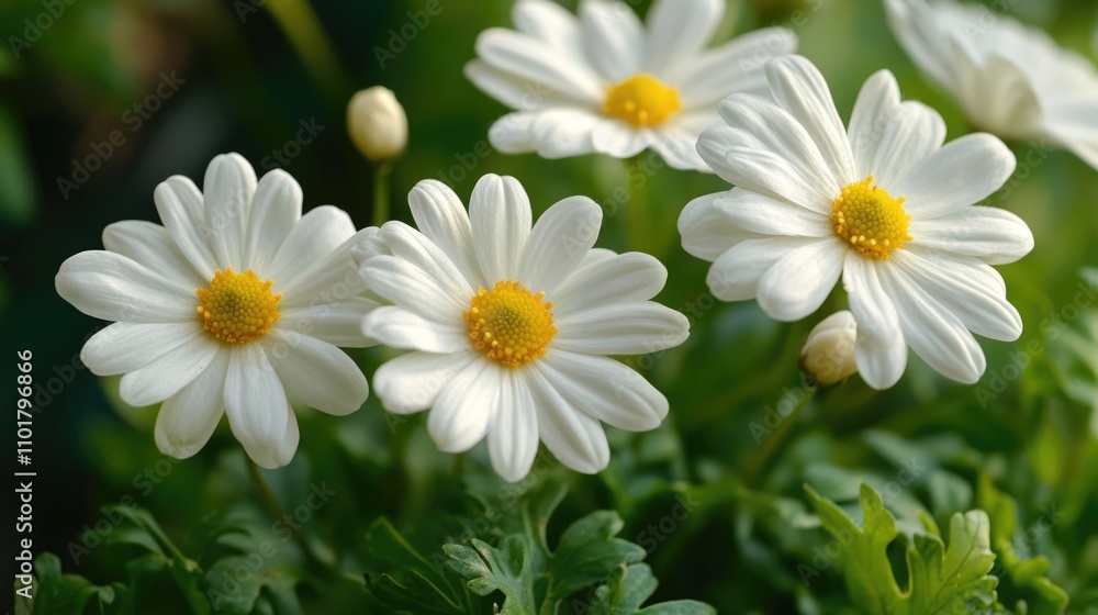 Fototapeta premium A bouquet of white flowers with bright yellow centers, often used in floral arrangements or as a symbol of purity and innocence
